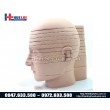Mô hình giải phẫu đầu măt cổ cắt lát