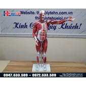 Mô hình giải phẫu cơ và nội tạng 78cm